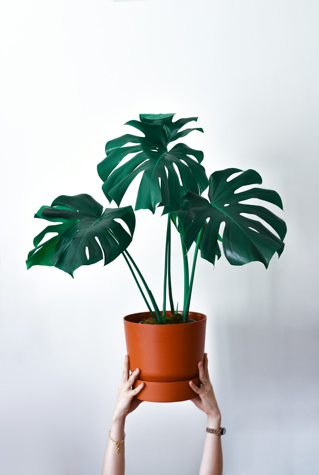 Monstera Leaves in Minimalist Setting