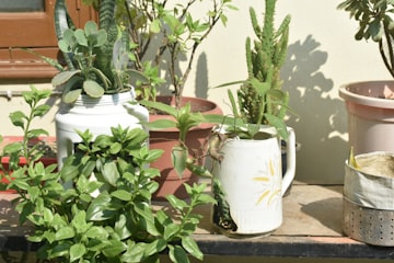 Sunlit Patio Plant Display