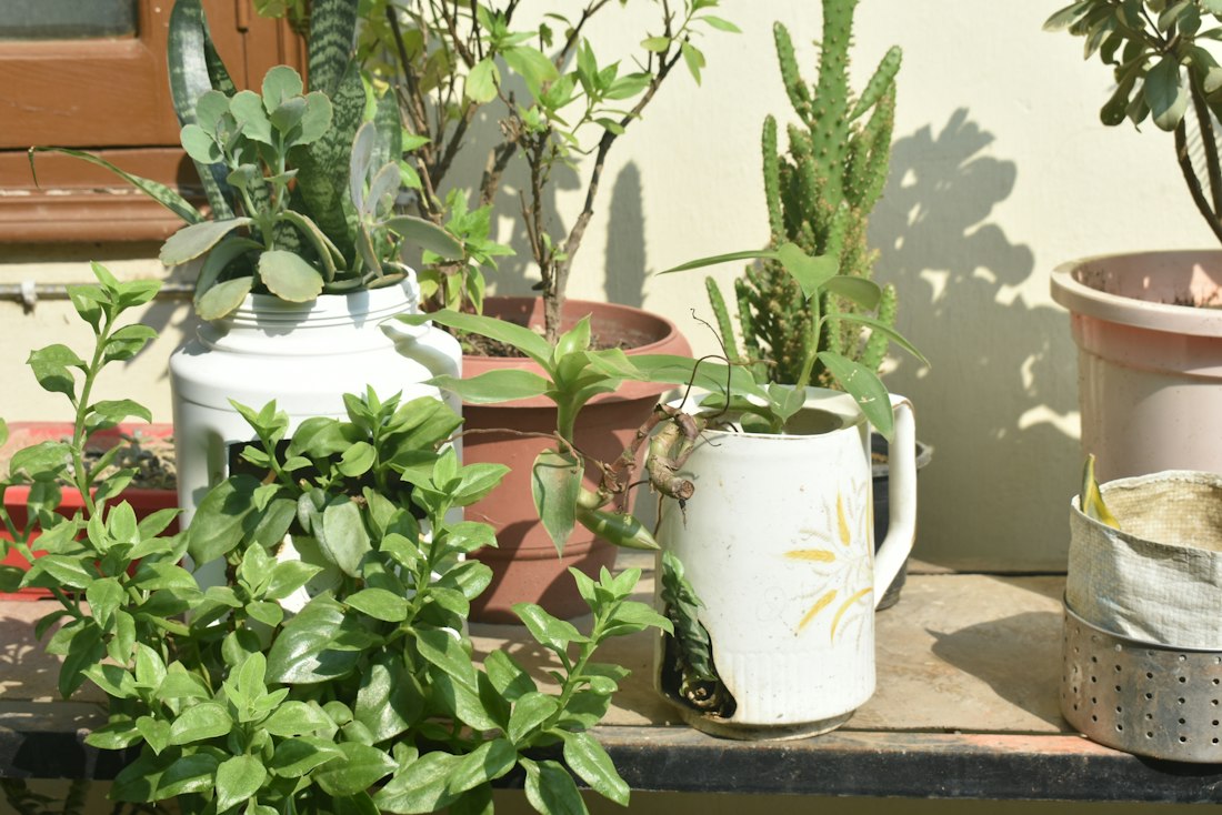 Sunlit Patio Plant Display
