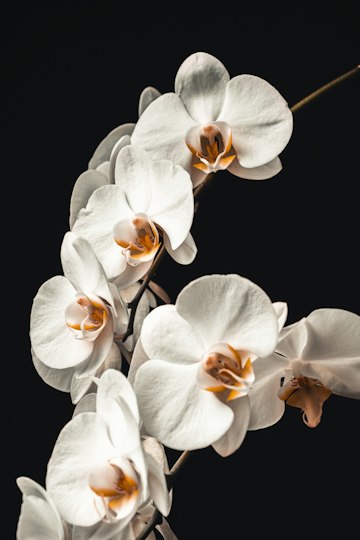 White Orchid on Black Background
