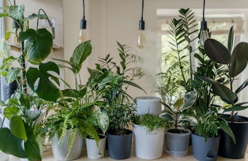 Indoor Potted Plant Display