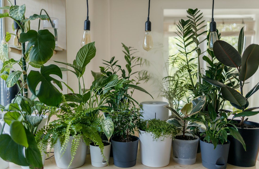Indoor Potted Plant Display