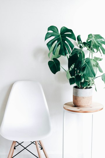 Monstera Plant Against White Wall