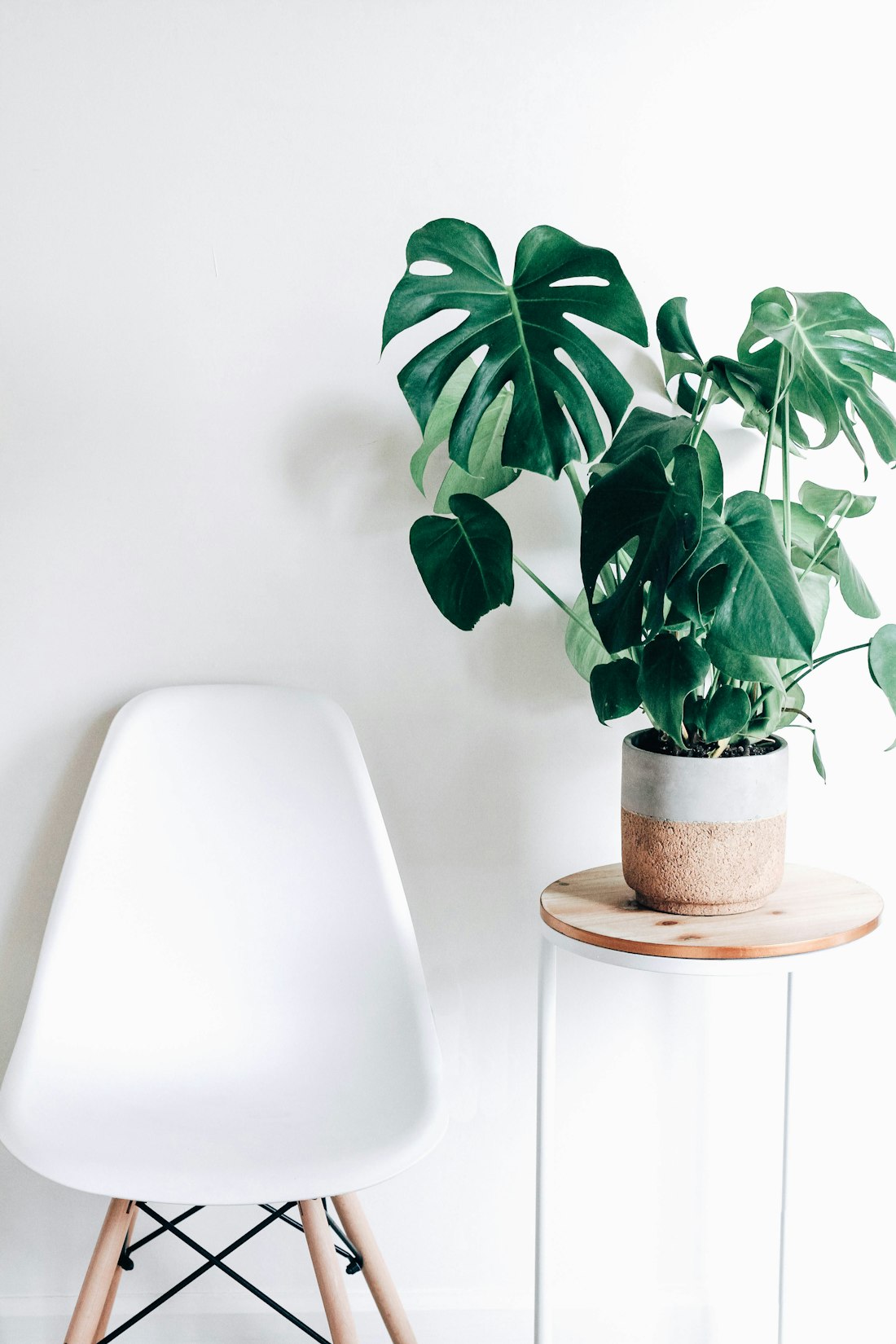 Monstera Plant Against White Wall