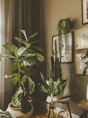 Indoor Houseplant
