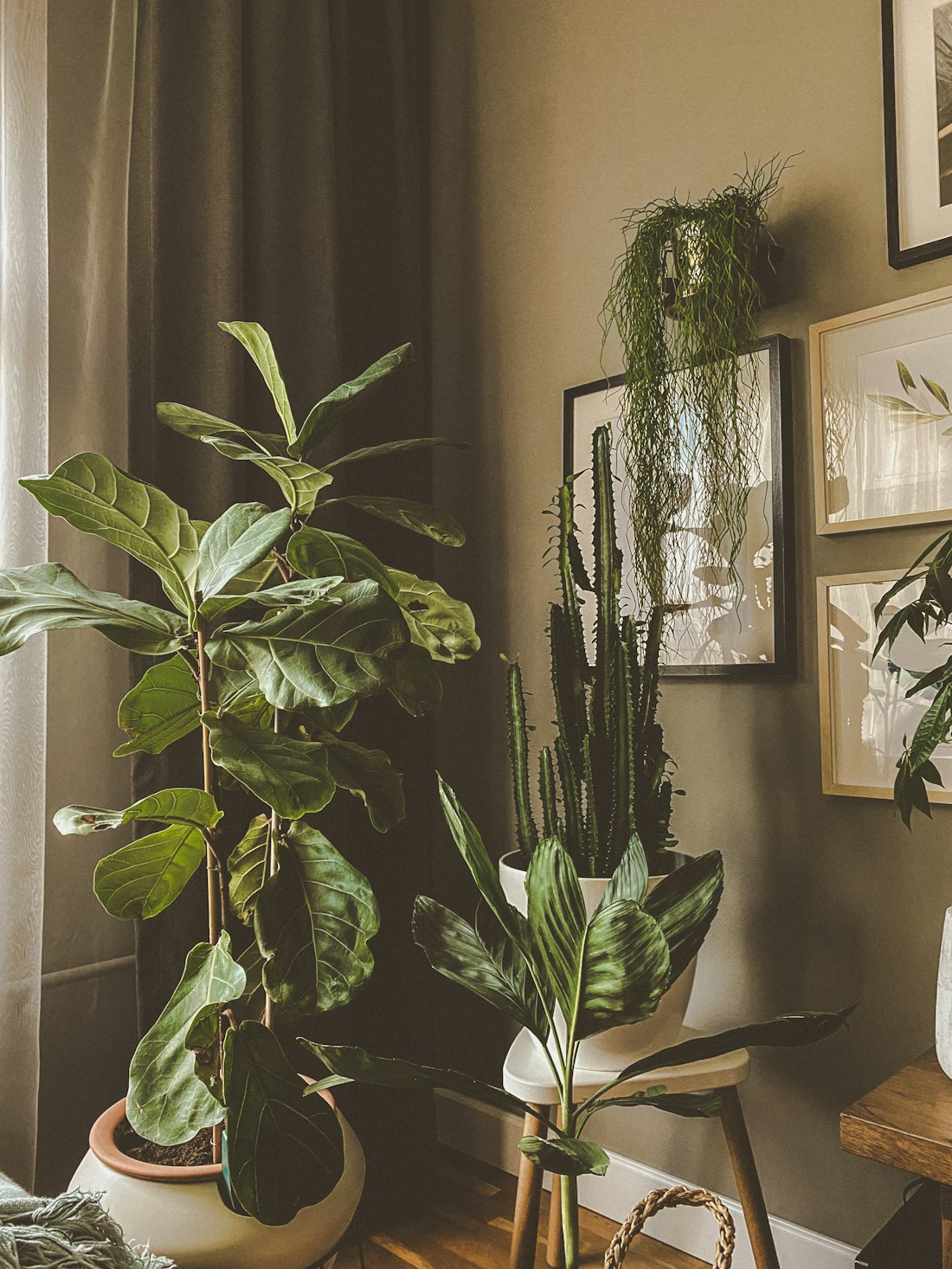 Indoor Houseplant
