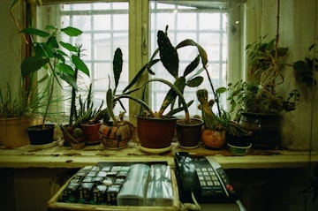 Potted Plants on a Windowsill