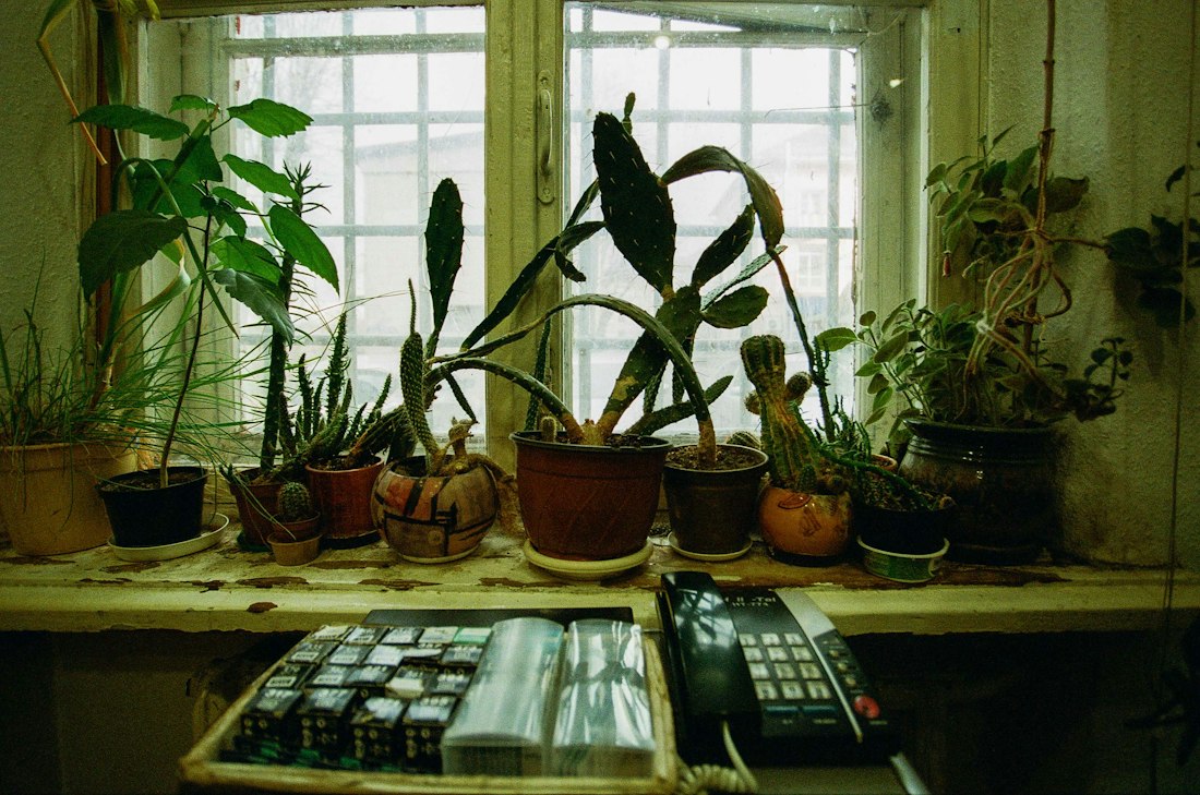 Potted Plants on a Windowsill