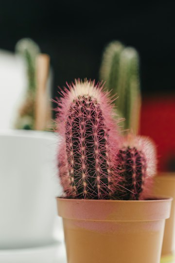Pink Cactus with