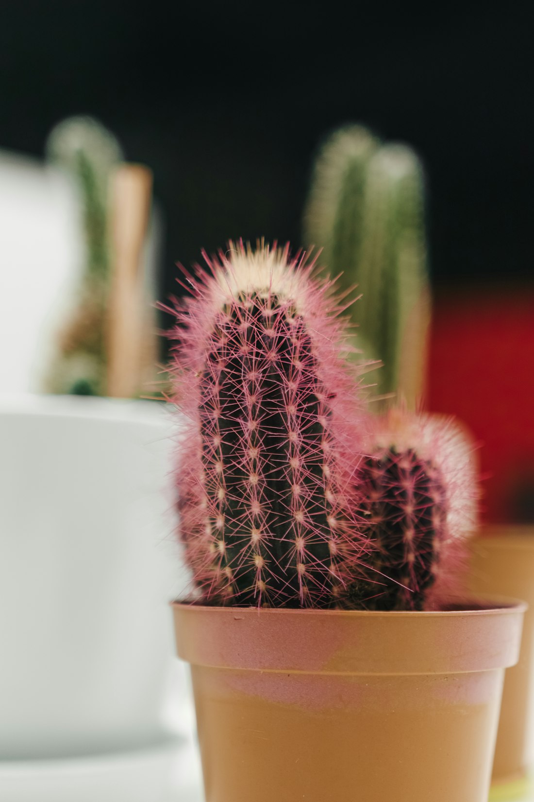 Pink Cactus with