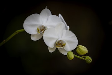 White Orchid Duo