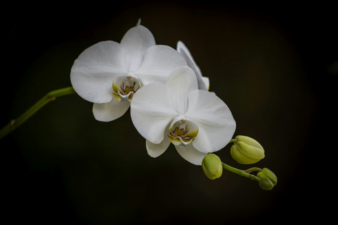 White Orchid Duo
