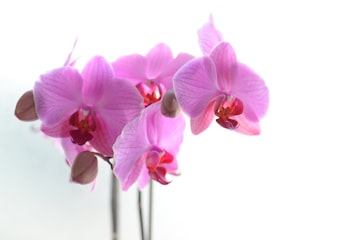 Pink and White Moth Orchids