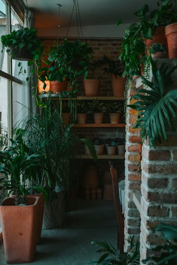 Indoor Potted Plant Display