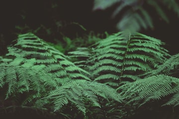 Green Fern Fronds Close-Up