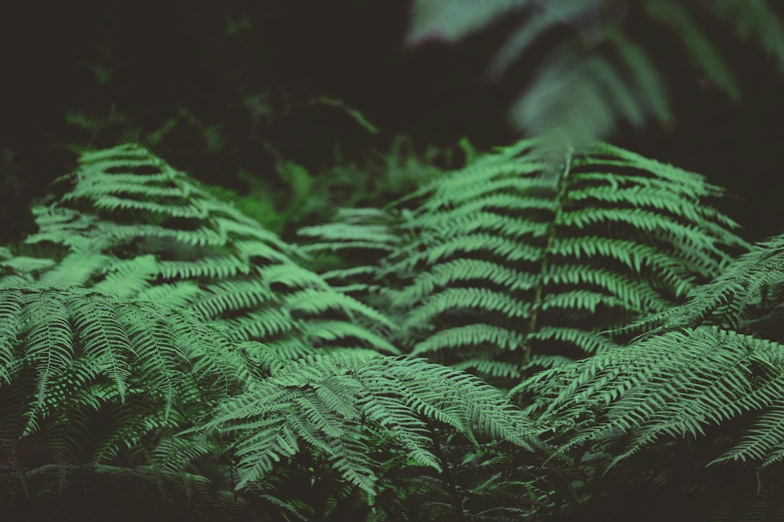 Green Fern Fronds Close-Up