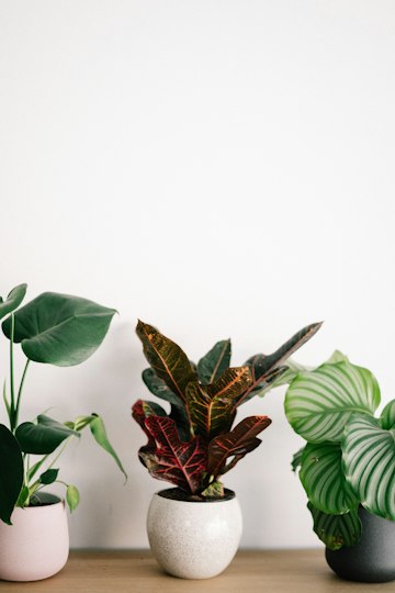 Houseplant