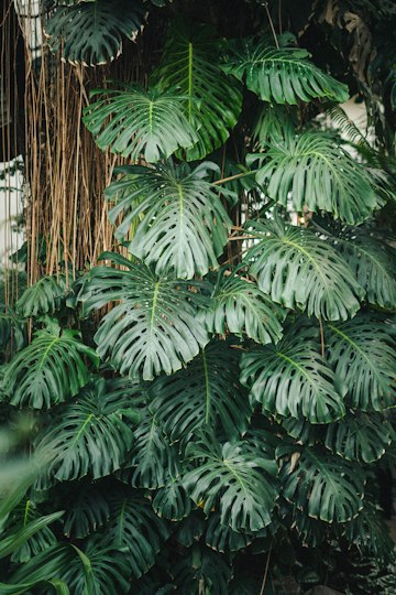 Indoor Monstera Oasis