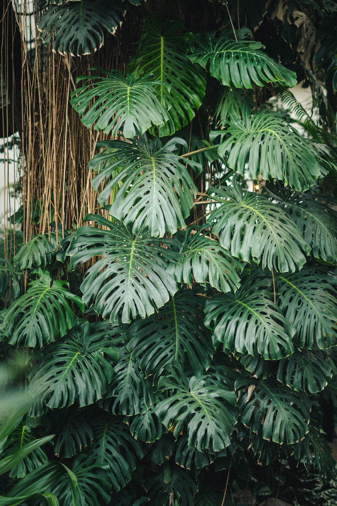 Indoor Monstera Oasis