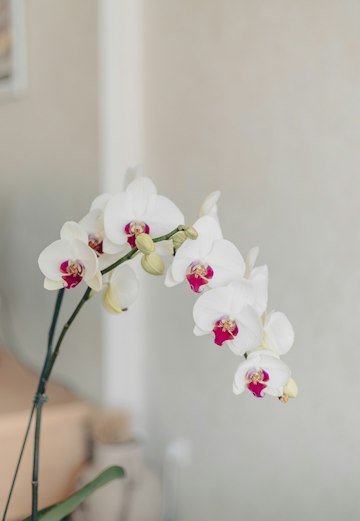 White Orchid Arrangement