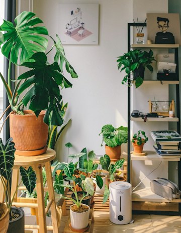Indoor Houseplant Display