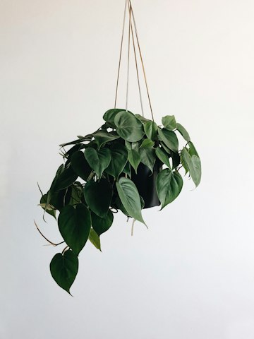 Hanging Potted Plant with