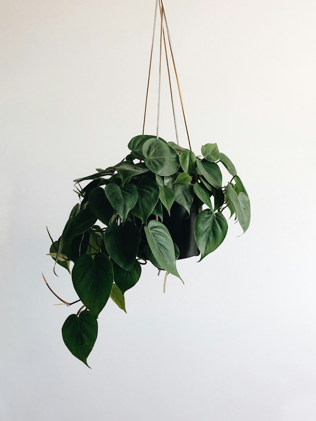 Hanging Potted Plant with