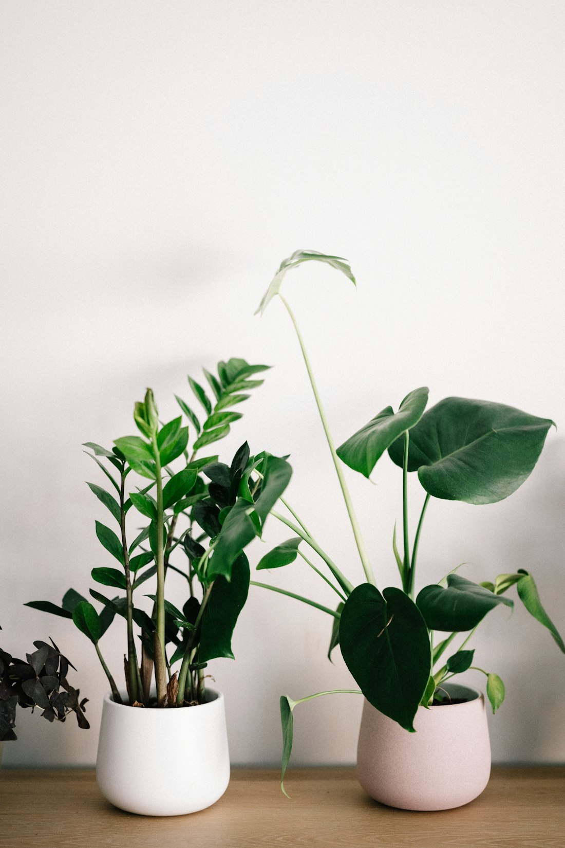 Plant Pots