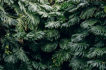 Green split leaves of a monstera plant