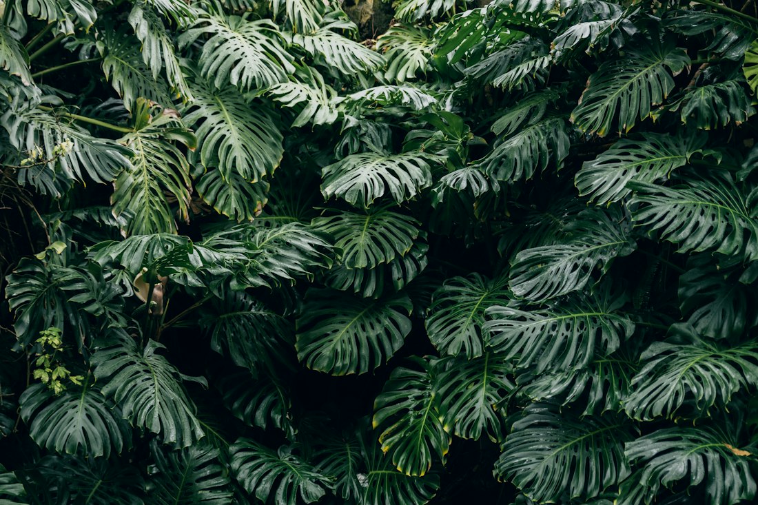 Green split leaves of a monstera plant