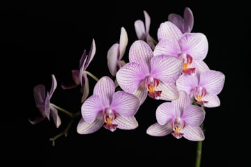Purple and White Moth Orchids