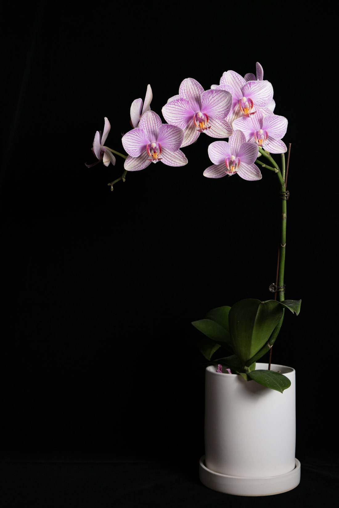 Elegant Orchid Arrangement