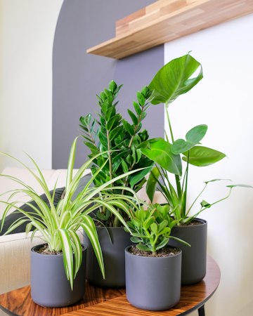 ZZ Plant