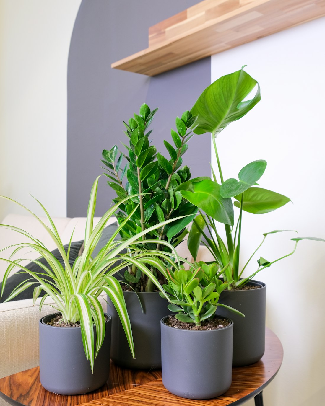ZZ Plant
