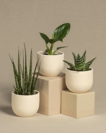 Trio of White Planters