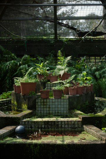 Greenhouse Potted Plant Display