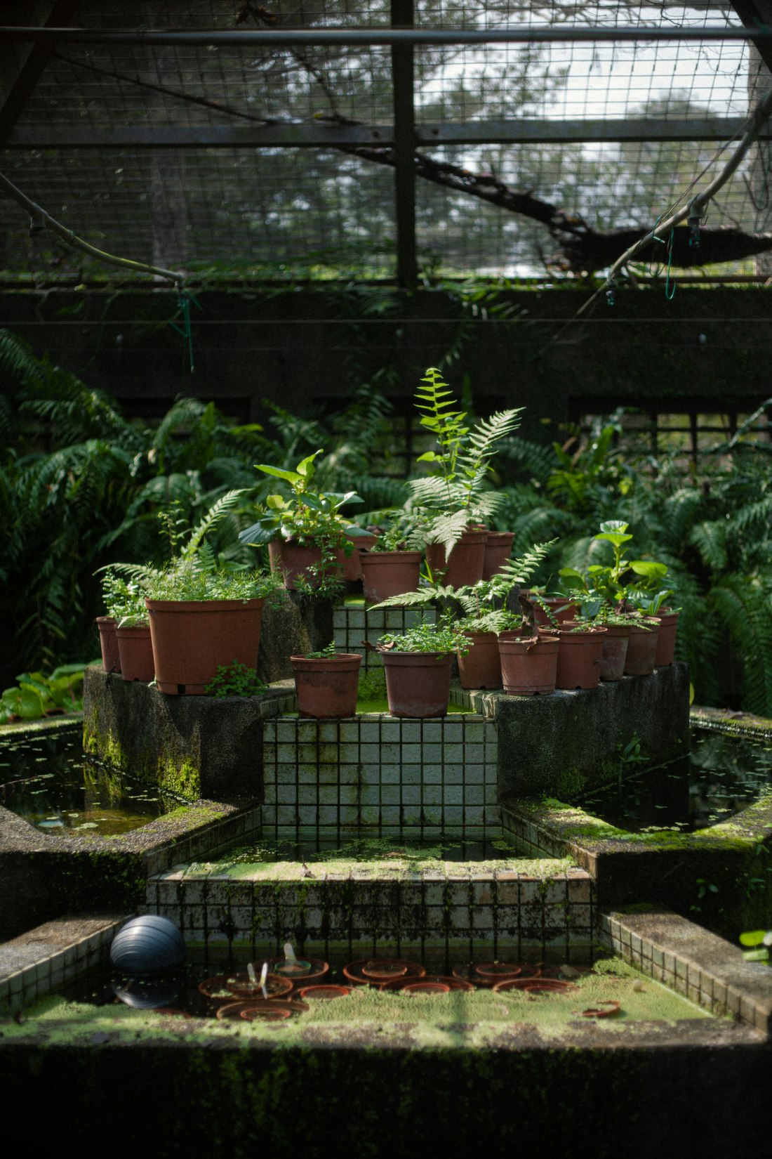 Greenhouse Potted Plant Display