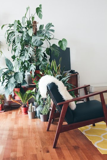Indoor Plant-Filled Living Space