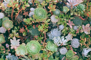 Succulent Collection