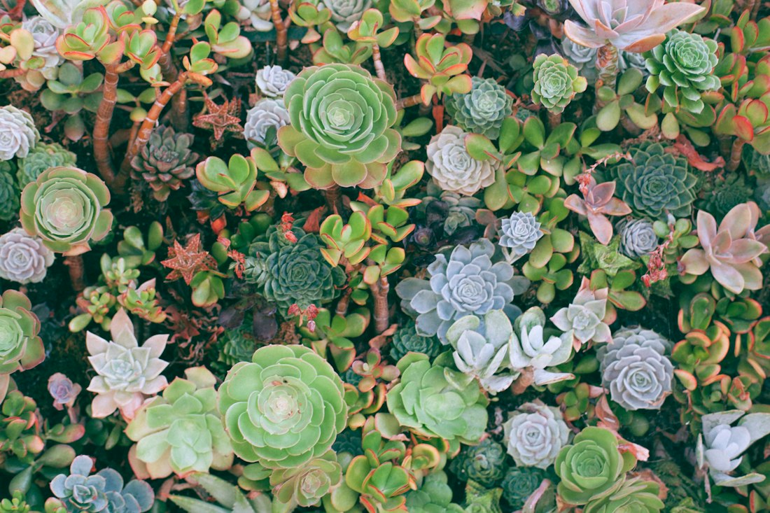 Succulent Collection