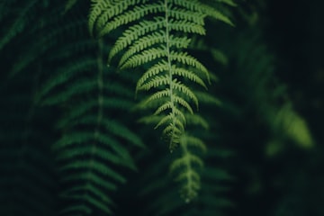 Close-Up Fern Frond
