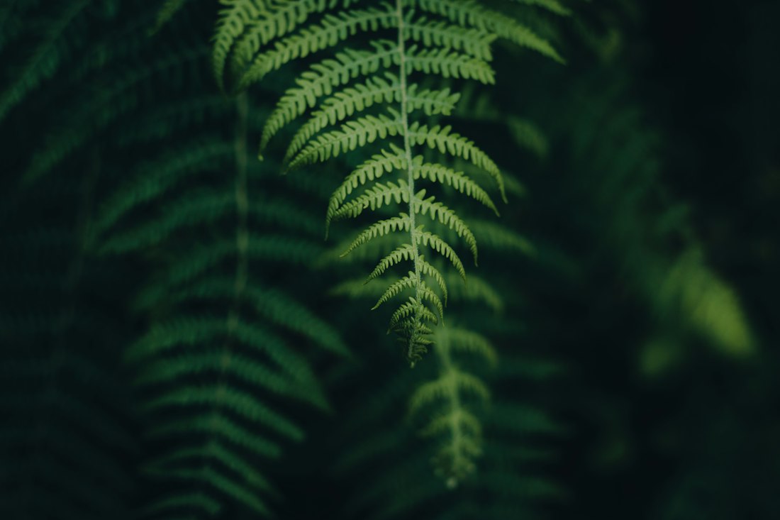 Close-Up Fern Frond