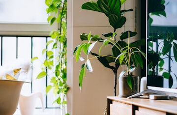 Office Plants