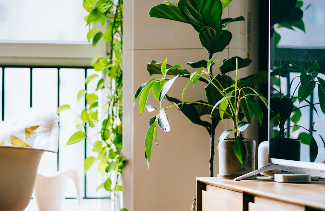 Office Plants