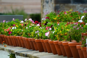 Terracotta Potted Flower Display