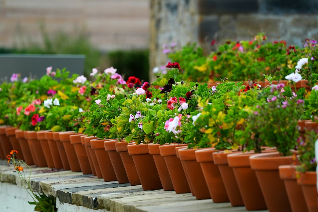 Terracotta Potted Flower Display