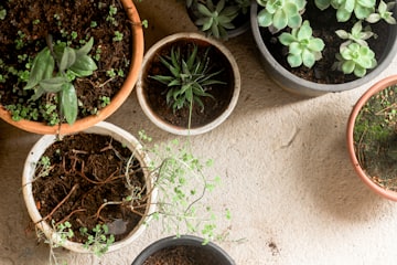Potted Plant Arrangement