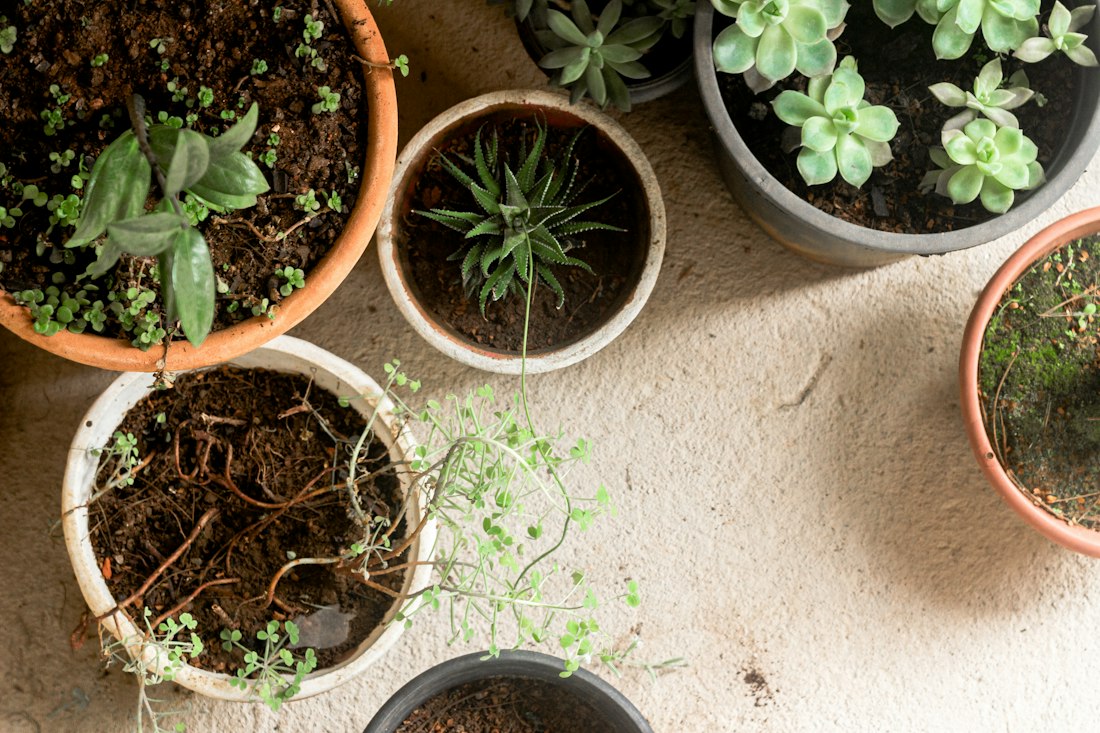 Potted Plant Arrangement