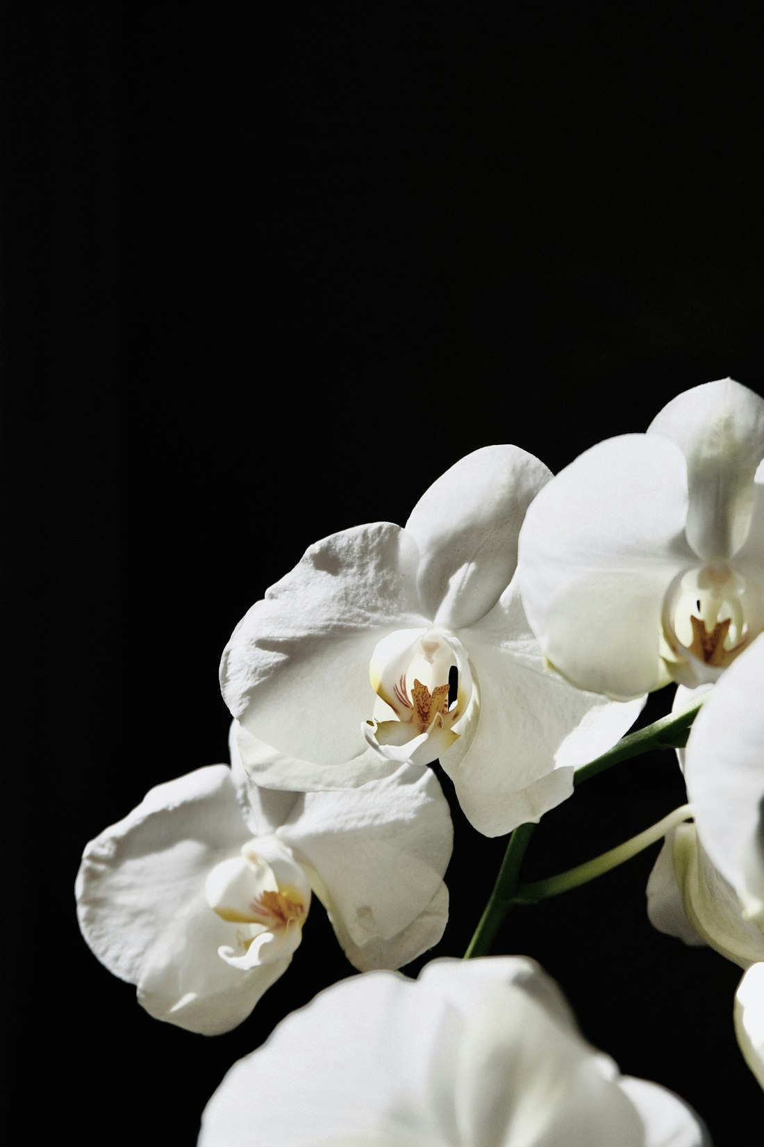 White Moth Orchid Close-Up