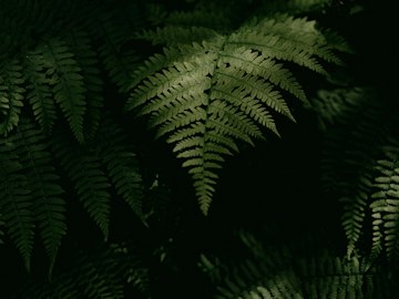 Lush Green Fern Close-Up